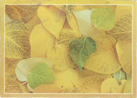 5X7 Yellow Leaves Postcard 