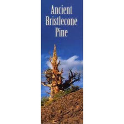 Bristlecone Pine Bookmark