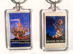 Bristlecone Pine Keychain 