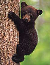 Bear Tree Magnet 