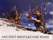 Bristlecone Ancient Pines Magnet 