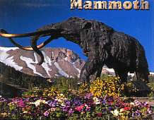 Mammoth Flowers Magnet 