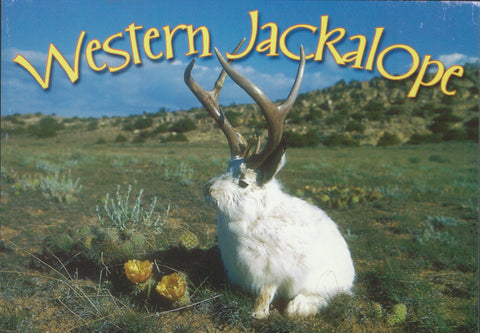Western Jackalope Postcard-QTY=50