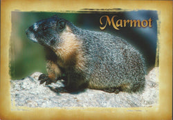 Marmot Postcard-QTY=50