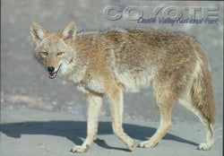 Death Valley Coyote Postcard-QTY=50