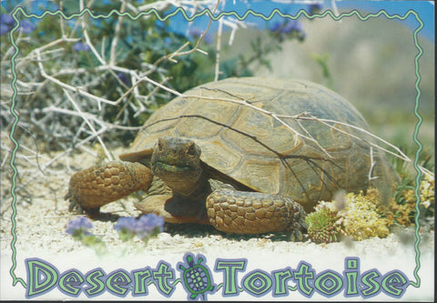 Desert Tortoise Postcard 