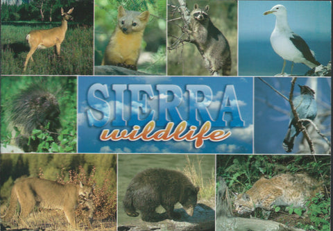 Sierra Wildlife Postcard 