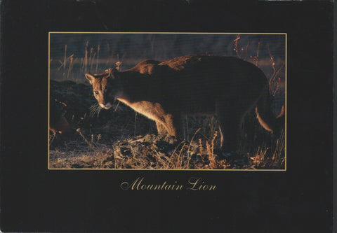 Mountain Lion Postcard 
