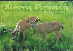 Sierra Nevada Deer Postcard 