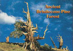 Ancient Bristlecone Pine Postcard-QTY=50