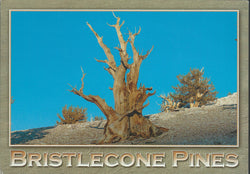 Bristlecone Postcard-QTY=50