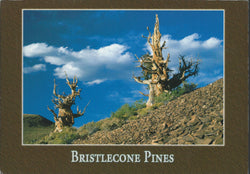 Bristlecone Hill Postcard-QTY=50