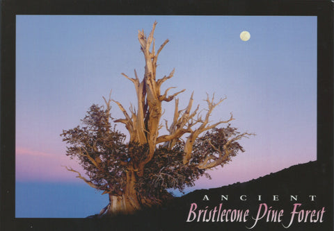 Bristlecone Night Postcard-QTY=50