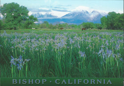 Bishop Wild Flowers Postcard-QTY=50
