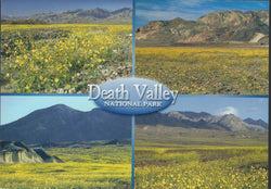 Death Valley Flowers Postcard-QTY=50