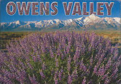 Owens Valley Flowers Eastern Sierra Postcard-QTY=50