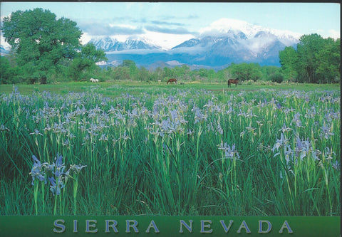 Sierra Nevada Flowers Postcard-QTY=50