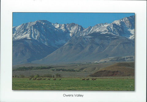 Owens Valley Wildlife Postcard-QTY=50