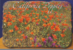 Eastern Sierra Poppies Postcard-QTY=50