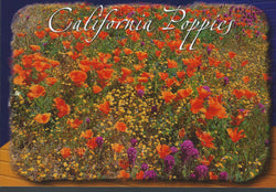Poppies Postcard-QTY=50