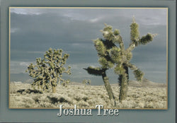 Joshua tree Postcard-QTY=50