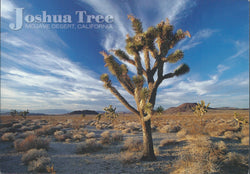 Joshua Tree Mojave Desert Postcard-QTY=50