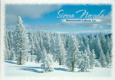 Snow Covered Evergreen Trees Postcard-QTY=50