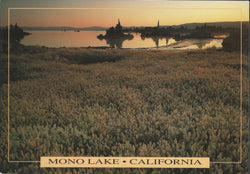 Mono Lake Field Postcard-QTY=50