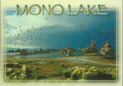 Mono Lake Seagulls Postcard-QTY=50