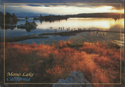 Mono Lake Brush Postcard-QTY=50