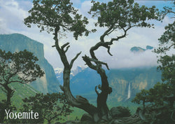 Yosemite Tree Postcard-QTY=50
