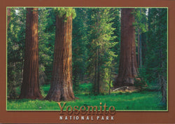 Yosemite Old Trees Postcard-QTY=50