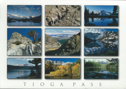 Tioga Pass Frames Postcard-QTY=50