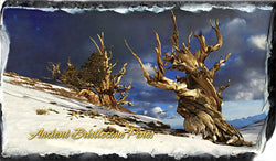Bristlecone Pines Slate