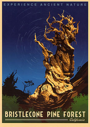 Bristlecone Pine Forest Sticker 